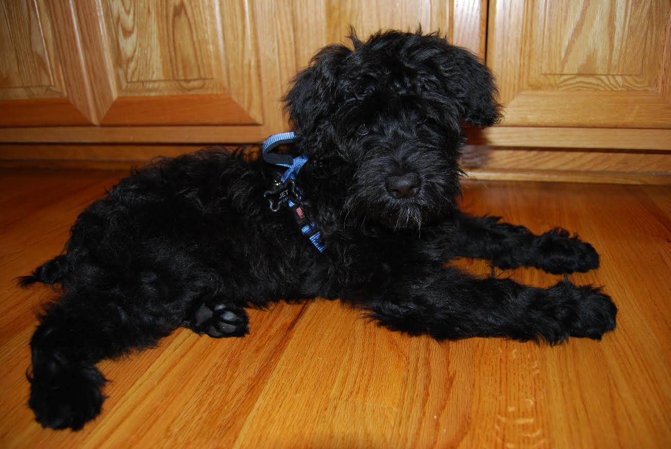 teddy bear schnoodle puppies